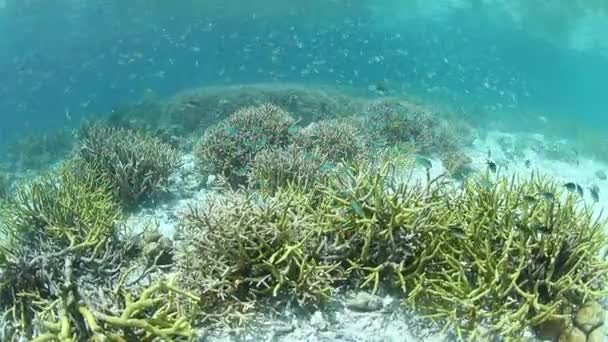 Prachtig koraalrif in ondiepe water van Raja Ampat — Stockvideo