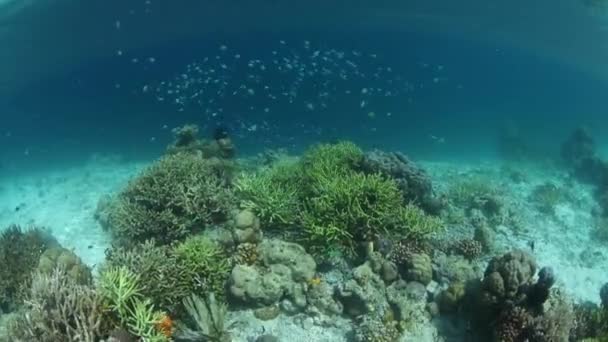 Barriera corallina sana nel triangolo corallino — Video Stock