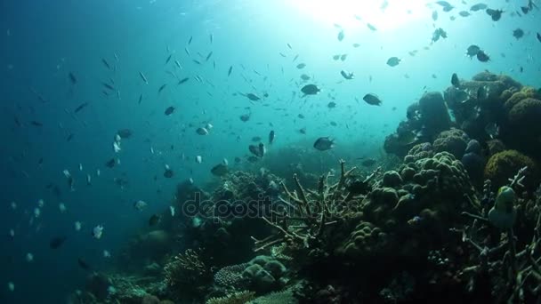 Fish, Corals, and Sunlight in Raja Ampat — Stock Video