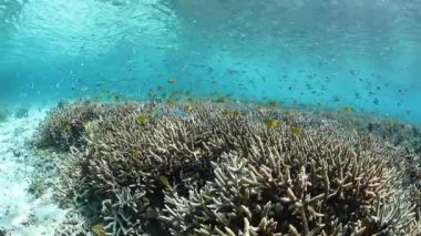 Sığ mercan kayalığı Raja Ampat, Endonezya