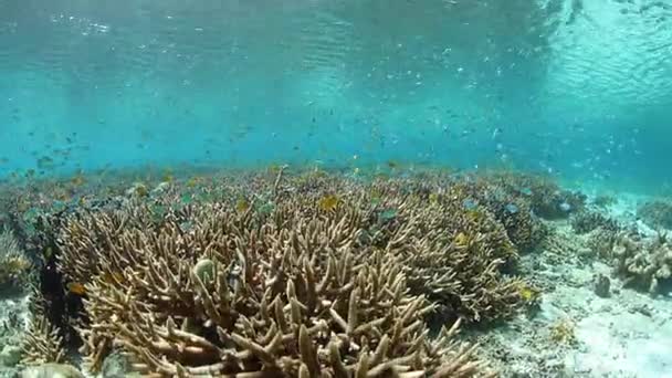 Vis en kwetsbare Reef in Raja Ampat — Stockvideo