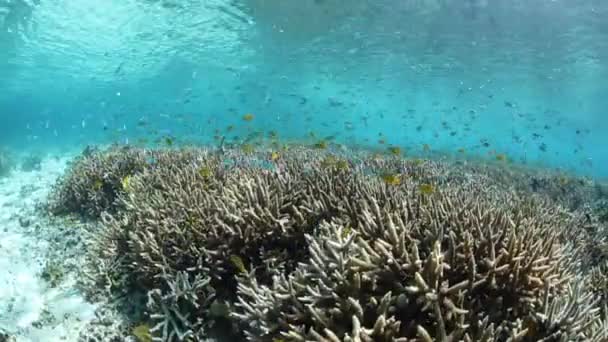 Sekély korallzátony a Raja Ampat területén, Indonézia — Stock videók