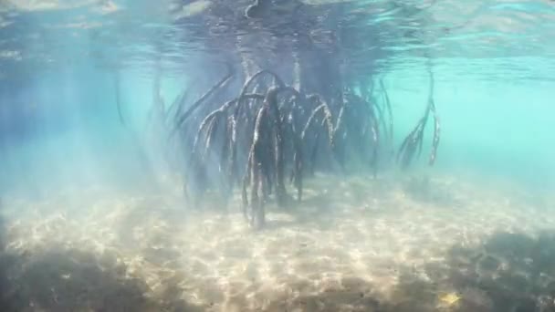 Сонячне світло і мангрових коріння — стокове відео