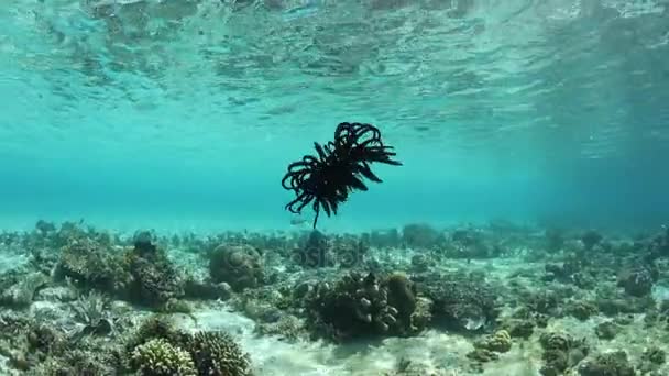 在印度尼西亚的拉贾安帕 一个黑色的海在浅珊瑚礁上游泳 也被称为羽毛星 有时游泳或漂移到其周围的珊瑚礁的其他部分 以获得更好的点饲料 — 图库视频影像
