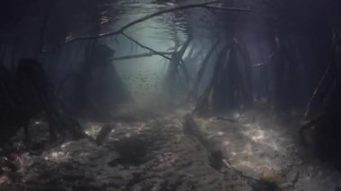 Raja Ampat'taki Karanlık Mangrov Ormanı