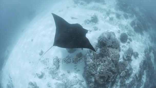 Mantarochen an Reinigungsstation in Indonesien — Stockvideo