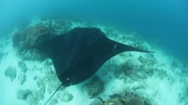 Siyah Manta Ray Temizleme İstasyonu