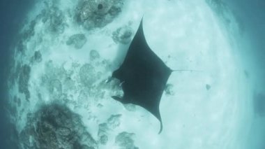 Temizleme İstasyonu, Manta Ray