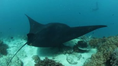 Temizleme İstasyonu, Manta Ray