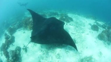 Temizleme İstasyonu Endonezya, Manta Ray