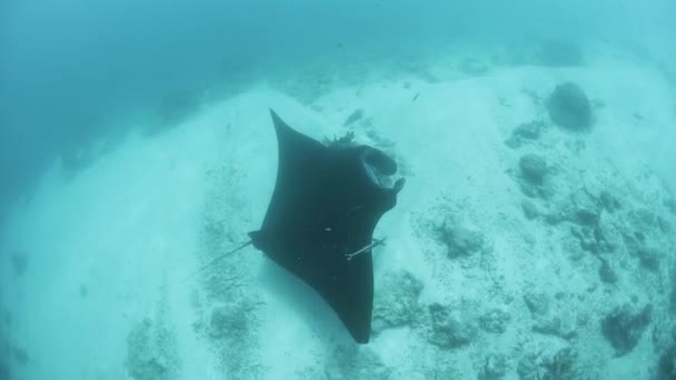 Manta Ray Swimming in Indonesia — Stock Video