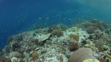 Balık ve mercan Raja Ampat, Endonezya