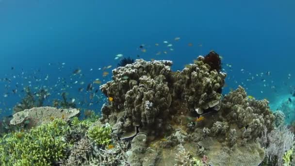 Красочные рыбы и здоровые кораллы — стоковое видео