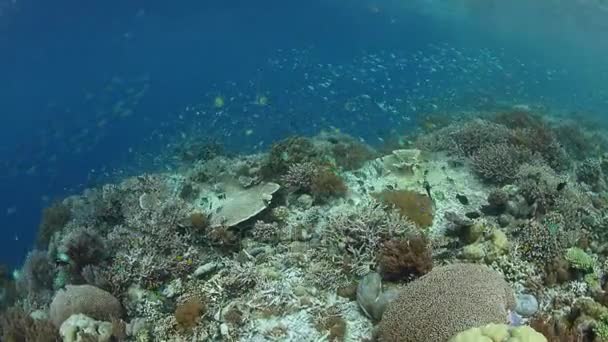 Рыба и кораллы в Раджа-Ампат, Индонезия — стоковое видео