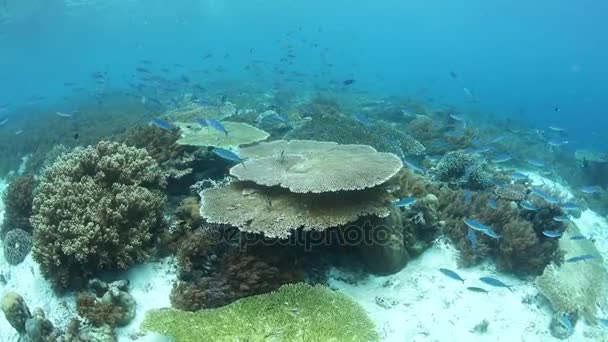 Hermoso arrecife de coral en Raja Ampat, Indonesia — Vídeos de Stock