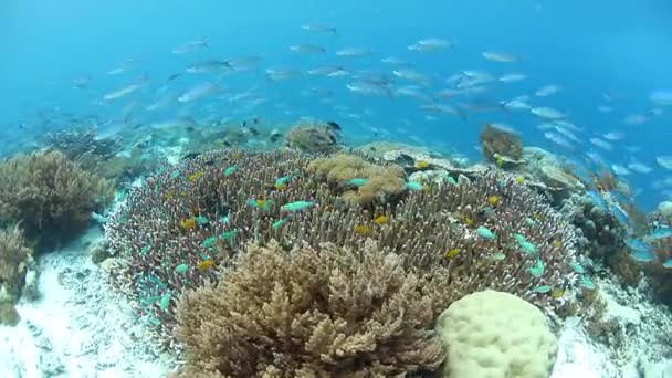 Barriera corallina sana nel triangolo corallino — Video Stock