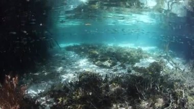 Raja Ampat, Endonezya bir mavi su mangrov orman içinde balık yüzüyor. Bu uzak, tropikal bölge deniz biyolojik çeşitlilik dünyadaki en büyük miktarda içerebilir.