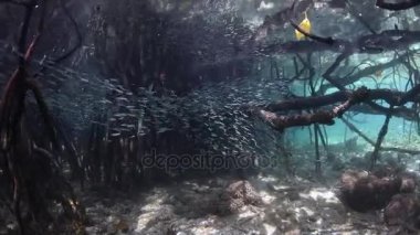 Okul Silversides mavi su mangrov orman
