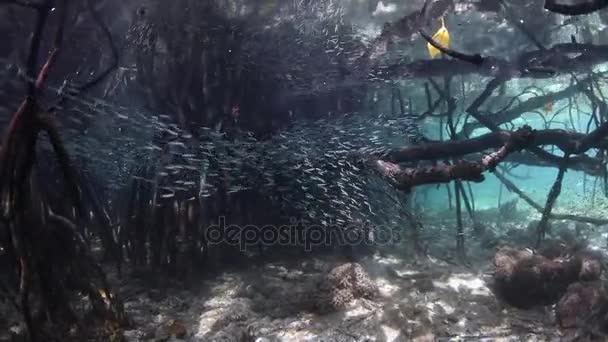Skolan av baklägg i blå vatten mangroveskog — Stockvideo