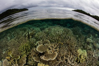 Kırılgan sert mercanlar üzerine sığ kayalıklara Raja Ampat, Endonezya içinde büyümek. Bu uzak, tropikal bölge deniz biyolojik çeşitlilik dünyadaki en büyük miktarda içerebilir.