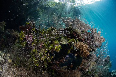 Kardinaller vurgulu bir mercan bommie Raja Ampat, Endonezya bir mavi su mangrov kenarında etrafında bir Okulu. Bu uzak, tropikal bölge deniz biyolojik çeşitlilik dünyadaki en büyük miktarda içerebilir.