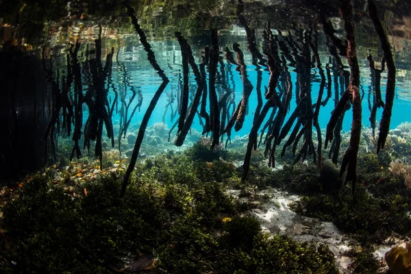 Radici Puntello Discendono Alberi Mangrovie Che Crescono Margini Isola Raja — Foto Stock