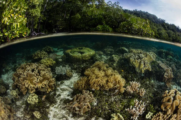 Мелкие Кораллы Растут Краю Мангрового Леса Раджа Ампат Индонезия Удаленная — стоковое фото