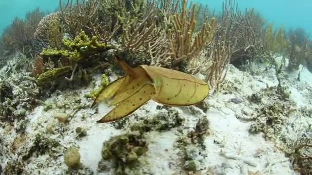 Молодежный бродячий клуб Cuttlefish — стоковое видео