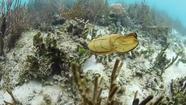 Unga Broadclub bläckfisk svävar över havsbotten — Stockvideo