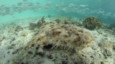 Raja Ampat zemine Wobbegong köpekbalığı