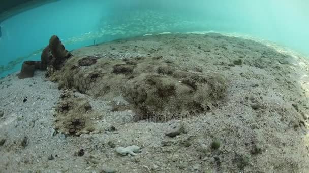 Tiburón Wobbegong en Raja Ampat — Vídeos de Stock