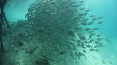 Okul balık iskelesi Raja Ampat altında