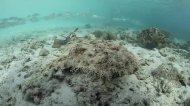 Raja Ampat içinde püsküllü Wobbegong köpek balığı