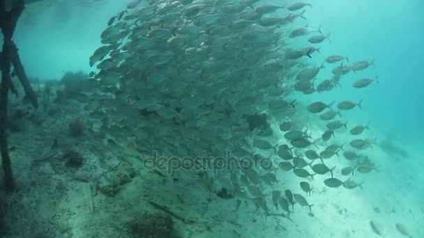 Schooling Fish Under Jetty in Raja Ampat — Stock Video