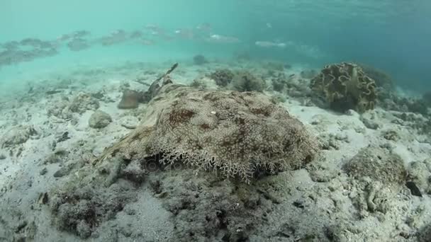 Raja Ampat içinde püsküllü Wobbegong köpek balığı — Stok video