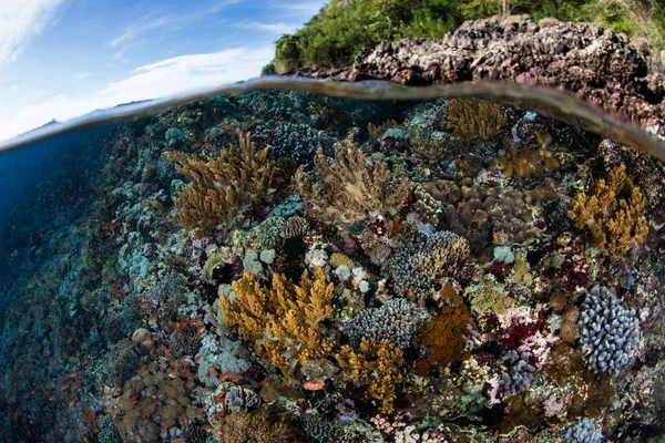 A gorgeous coral reef thrives in the shallows near the island of Alor in Indonesia. This tropical Pacific region is home to an extraordinary amount of marine biodiversity.