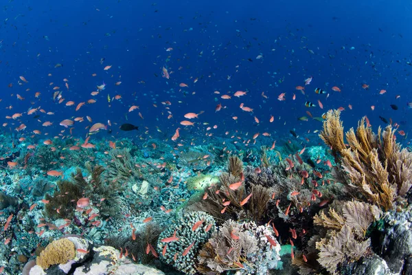 Des Anthias Colorées Nagent Dessus Magnifique Récif Corallien Prospère Près — Photo