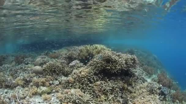 Recifes de Coral Saudáveis e Peixes Planktivorous em Raja Ampat — Vídeo de Stock