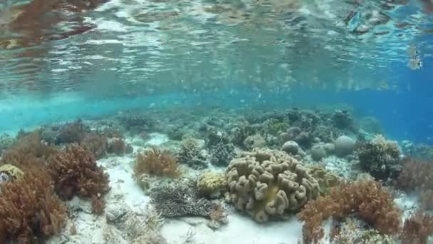 Gesunde Korallen und planktivore Fische im Raja ampat — Stockvideo