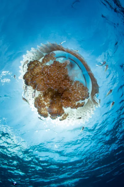 Uma Bela Água Viva Thysanostoma Deriva Correntes Oceânicas Perto Alor — Fotografia de Stock