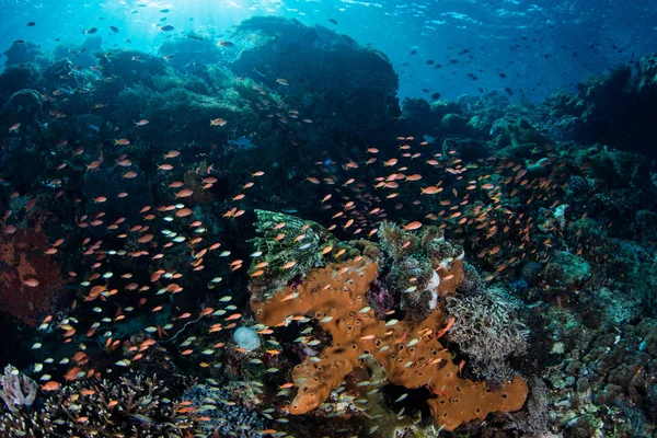 Hinos Coloridos Nadam Sobre Recife Coral Vibrante Prosperando Perto Ilha — Fotografia de Stock