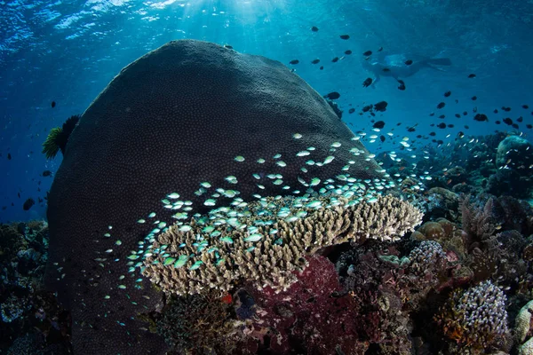 Πολύχρωμο Damselfish Αιωρείται Γύρω Από Ένα Κοράλλια Που Ευδοκιμεί Κοντά — Φωτογραφία Αρχείου
