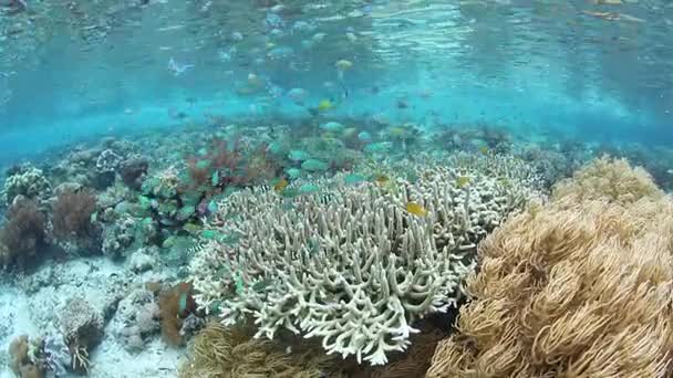 Színes halak és egészséges korallzátony a Raja Ampat területén — Stock videók