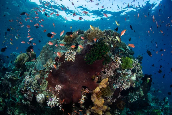 五颜六色的鱼在印尼亚罗士岛附近的一个充满活力的珊瑚礁周围游动 这一热带太平洋地区是海洋生物多样性的巨大 — 图库照片