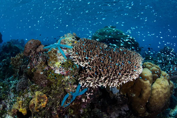 Endonezya Alor Island yakınındaki gelişen canlı bir mercan kayalığı etrafında renkli balık yüzme. Bu tropikal Pasifik Bölgesi deniz biyolojik çeşitlilik olağanüstü bir miktar için ev.