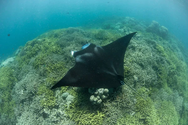 Μια Ray Manta Manta Alfredi Κολυμπά Πάνω Από Μια Ρηχή — Φωτογραφία Αρχείου