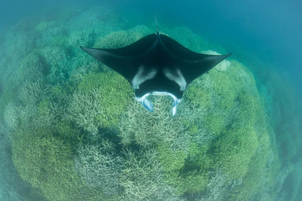 A Manta ray, Manta alfredi, swims over a shallow cleaning station near the island of Yap in Micronesia. Mantas are often found around cleaning stations where small fish remove parasites from the rays.