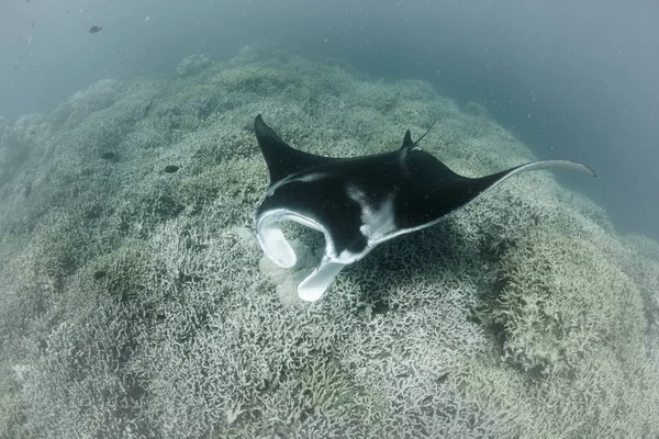 A Manta ray, Manta alfredi, swims over a shallow cleaning station near the island of Yap in Micronesia. Mantas are often found around cleaning stations where small fish remove parasites from the rays.