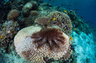 Dikenli denizyıldızı, Acanthaster planci, bir yaşam akışları Endonezya mercan koloni. 