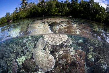 Solomon Adaları'nda mangrove forest yakınındaki sığ suda mercan büyümek. Solomon Adaları, orada bulunan şaşırtıcı deniz biyolojik çeşitlilik nedeniyle Mercan Üçgeni parçasıdır.